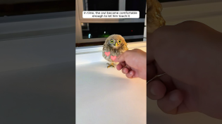 Thumbnail for The man found an owl inside his house and then... | AnimalLove Stories