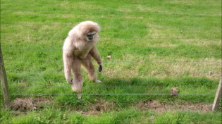 Thumbnail for Gibbon freaks out over hedgehog | tomelliott9