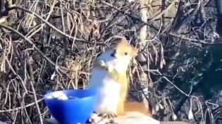 Thumbnail for Squirrel gets drunk on fermented pears 