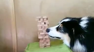 Thumbnail for Jenga-playing dog