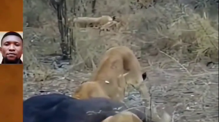 Thumbnail for Lion cub gets stuck eating dinner