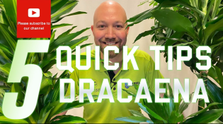 Thumbnail for 5 Quick tips Dracaena | Swedish Plantguys