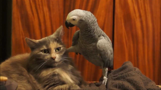 Thumbnail for Parrot annoys cat 