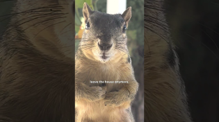 Thumbnail for Squirrel Won't Let Woman Leave Her Home | The Dodo