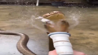 Thumbnail for spraying snake with water