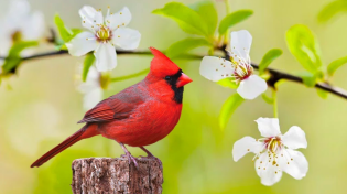 Thumbnail for Instant Relief from Stress and Anxiety, Birds Singing in the Forest, Deep Healing Music for The Body | Open Heart Music - Helios 4K