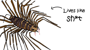 Thumbnail for Why It Sucks to be Born as a House Centipede | Stone