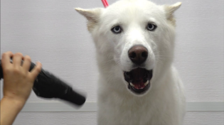 Thumbnail for Husky almost dies at the pet groomers | Girl With The Dogs