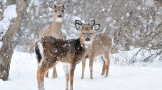 Thumbnail for Instrumental Acoustic Indie/Folk Playlist, Chill Music "Winter Snow Forest" Open Road Folk Music | Open Road Folk Music