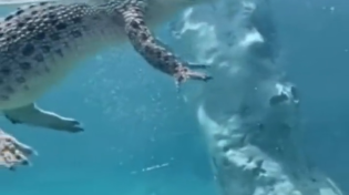 Thumbnail for What a crocodile looks like underwater