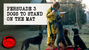 Thumbnail for Persuade Three Dogs to Stand on the Mat | Full Task | Taskmaster | Taskmaster