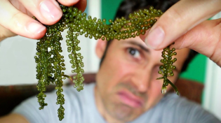 Thumbnail for SEA GRAPES - Exploring YouTube's Favorite Seaweed | Weird Explorer