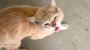 Thumbnail for Cat shows up crying at woman's door. Her response was perfect. | GeoBeats Animals