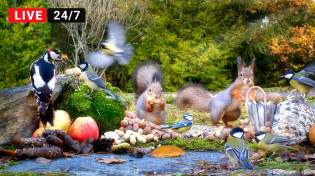 Thumbnail for 🔴24/7 Cat TV for Cats to Watch 😺 Red Squirrels and their bird friends | Red Squirrel Studios