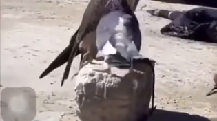 Thumbnail for Pigeon trying to flirt with a falcon. Not a single fuck was given