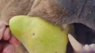 Thumbnail for Bear enjoys a pear