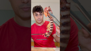 Thumbnail for Cooking MASSIVE Mantis Shrimp | Nick Kratka