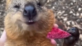 Thumbnail for Quokka enjoying beetroot