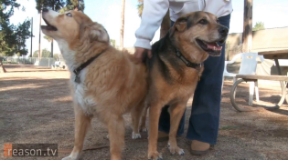 Thumbnail for Meet the Marijuana Industry's Newest Customers: Dogs