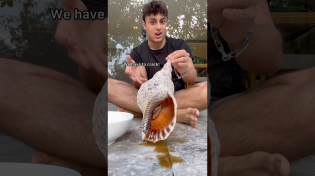 Thumbnail for Cooking MASSIVE Trumpet Snail | Nick Kratka