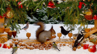 Thumbnail for 🔴 24/7 Christmas Cat & Dog TV: Little Birds & Red Squirrels at Xmas Nut Bar | Red Squirrel Studios