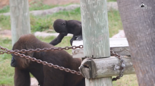 Thumbnail for Gladys Porter Zoo mourns death of western lowland gorilla | Fully Vaccinated Gorilla Dies of Multiple Organ Failures