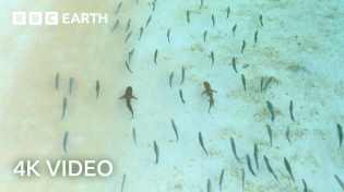 Thumbnail for Sharks and Fish Form Unlikely Hunting Duo | A Perfect Planet | 4K UHD | BBC Earth