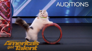 Thumbnail for The Savitsky Cats: Super Trained Cats Perform Exciting Routine - America's Got Talent 2018 | America's Got Talent