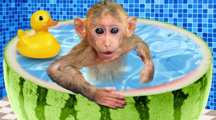 Thumbnail for Bin Bon duck Monkey Baby Kittens Puppy Goes Koi Cat And swims Rabbits Animals Eats Egg Muckbang Asmr | Monkey Oxy