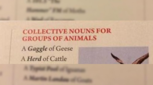 Thumbnail for Collective nouns for groups of animals | Jeaney Collects