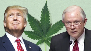 Thumbnail for Trump Can't Stop Marijuana Legalization (But He Can Slow it Down)