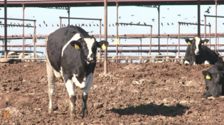 Thumbnail for Delta Smelt & Undocumented Farm Workers: How Federal Policy Is Failing CA's Central Valley