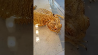 Thumbnail for THIS CAN KILL YOUR BEARDED DRAGON AFTER A BATH! #shorts | Animal1 Guy