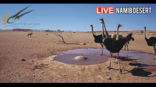 Thumbnail for Namibia: Live stream in the Namib Desert | NamibiaCam