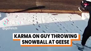 Thumbnail for Nigger tries to sneak up on a pack of geese to throw a snowball...