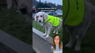 Thumbnail for All this dog wanted was to be friends with the garbage collectors 🥺 #dog #shorts | That Good News Girl